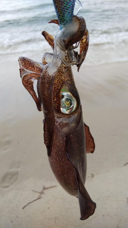 午後からエギング